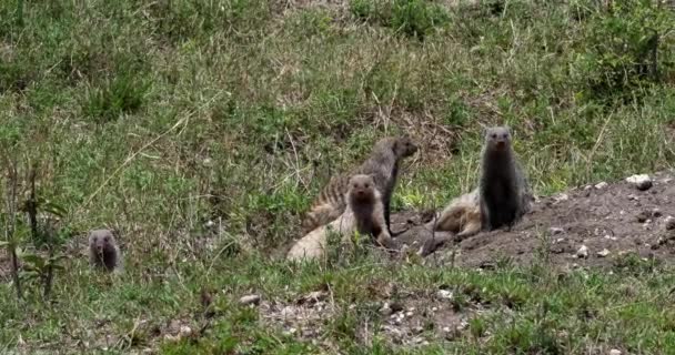 Sávos Mongúzfélék Mungos Mungo Csoport Állandó Den Bejáratnál Masai Mara — Stock videók