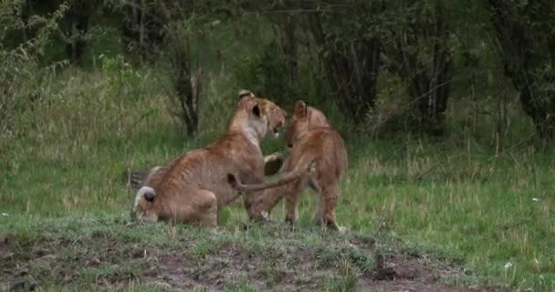 Afrikanischer Löwe, Männchen läuft durch Savanne — Stockvideo