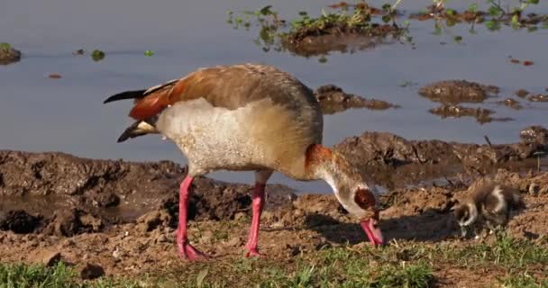 Ganso Egípcio Alopochen Aegyptiacus Adulto Gosling Tempo Real — Vídeo de Stock