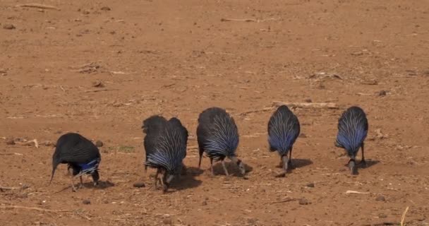 Guineafowls Acryhuum Vulturinum Группа Парке Самбуру Кения Real Time — стоковое видео