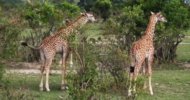 Masai Giraffer Giraffa Camelopardalis Tippelskirchi Grupp Står Savanna Masai Mara — Stockvideo