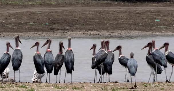 Marabou Storks Leptoptilos Crumeniferus Group Water Nairobi Park Кении Real — стоковое видео