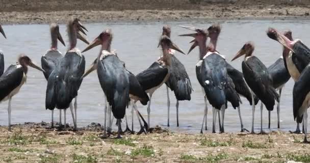 Marabou Störche Leptoptilos Crumeniferus Gruppe Wassernähe Nairobi Park Kenia Echtzeit — Stockvideo