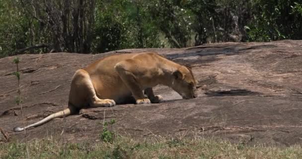 Lion africain, Homme marchant à travers la savane — Video