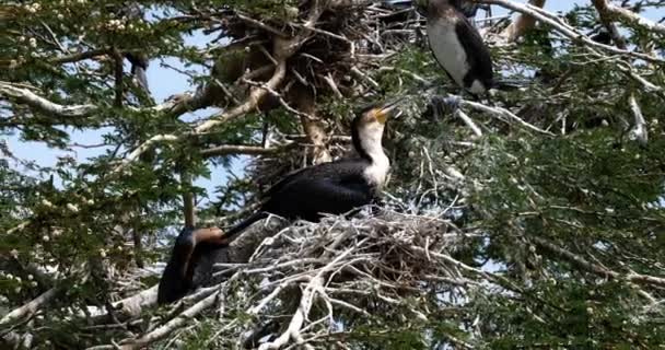 Reed Cormorant Eller Long Tailed Skarv Phalacrocorax Africanus Häckande Toppen — Stockvideo