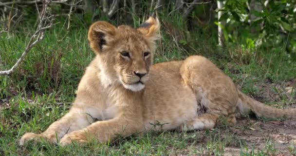 León africano, Hombre caminando a través de Savanna — Vídeos de Stock