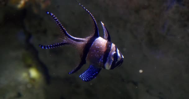 Banggai Kardynał Ryb Pterapogon Kauderni Czasie Rzeczywistym — Wideo stockowe