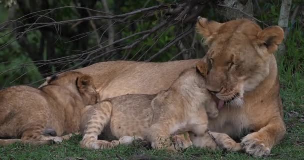 Lion africain, Homme marchant à travers la savane — Video