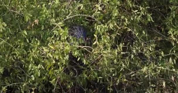 Vulturine Pärlhöns Acryllium Vulturinum Vuxen Uppe Trädet Samburu Park Kenya — Stockvideo