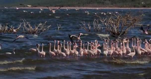 Ομάδα Lesser Flamingos Φοινικόπτερο Ήσσονος Σημασίας Κατά Την Πτήση Αποικία — Αρχείο Βίντεο