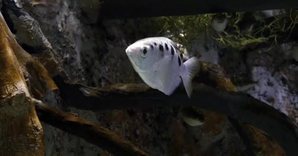 Archer Fish Toxotes Jaculatrix Tempo Real — Vídeo de Stock
