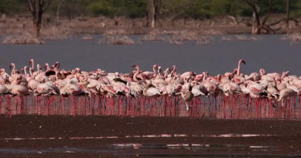 Flamencos Menores Phoenicopterus Minor Colonia Lago Bogoria Kenia Cámara Lenta — Vídeo de stock