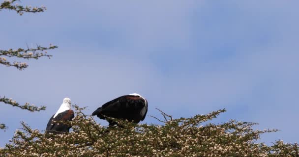 Afrika balık-Eagles, haliaeetus vocifer, ağaç, Göl Naivasha Kenya, gerçek zamanlı üstündeki 4 k şarkı çifti