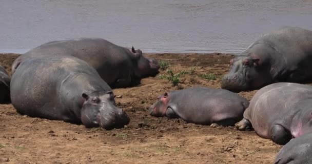 Hipopótamo Anfibio Hipopótamo Grupo Pie Cerca Del Río Masai Mara — Vídeos de Stock