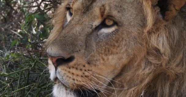 African Lion, Male walking through Savanna — Stock Video