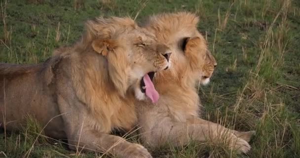 Afrika aslanı, savana ile yürüyüş erkek — Stok video