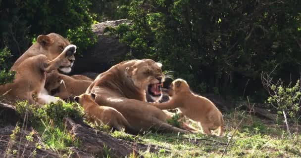 León africano, Hombre caminando a través de Savanna — Vídeo de stock