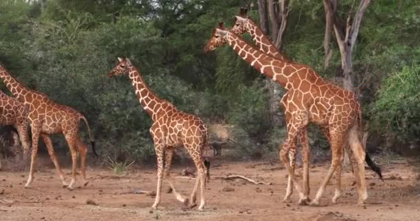 Jirafas Reticuladas Jirafa Camelopardalis Reticulata Pareja Parque Samburu Kenia Tiempo — Vídeos de Stock