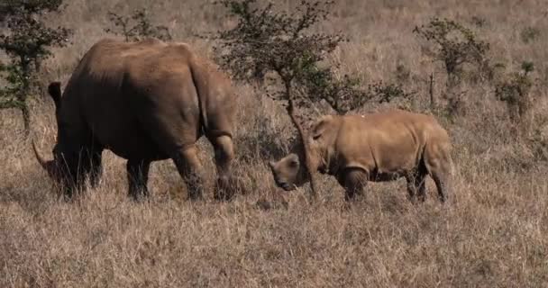Rhinocéros blanc, ceratotherium simum, mère et veau, Nairobi Park au Kenya, temps réel 4K 
