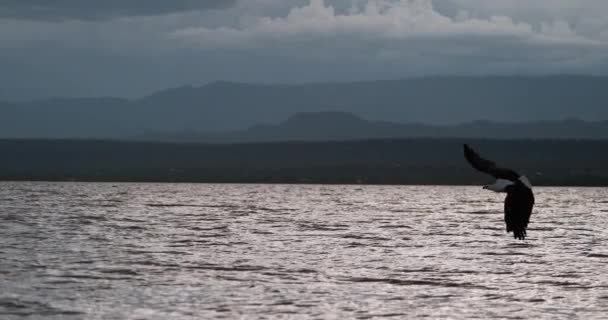 Afrikaanse Zeearend Haliaeetus Vocifer Volwassene Vlucht Vis Klauwen Vissen Het — Stockvideo