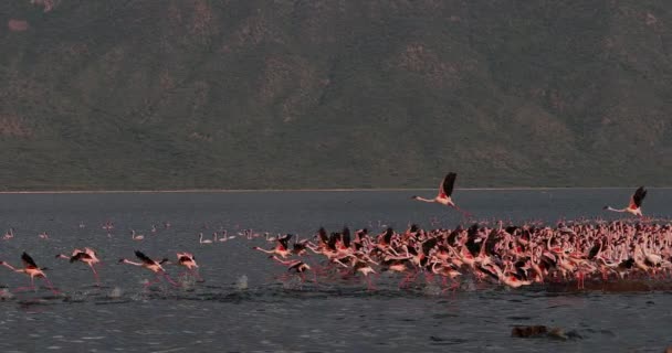 Menor Flamingo Phoenicopterus Minor Grupo Voo Descolando Água Colônia Lago — Vídeo de Stock