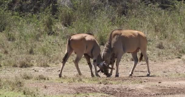 Cape Eland Taurotragus Oryx Mannetjes Vechten Nairobi Park Kenia Masai — Stockvideo