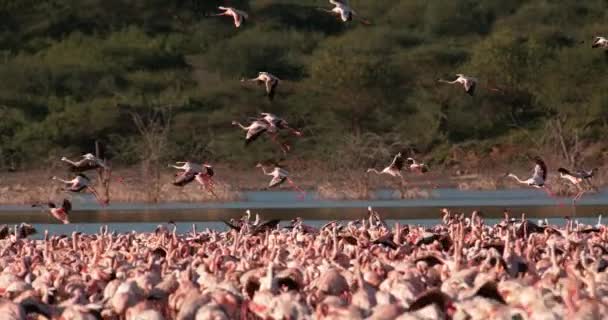 ケニア スローモーション 映像のボゴリア湖のコロニーからの離陸 飛行中小フラミンゴ マイナー Phoenicopterus グループします — ストック動画