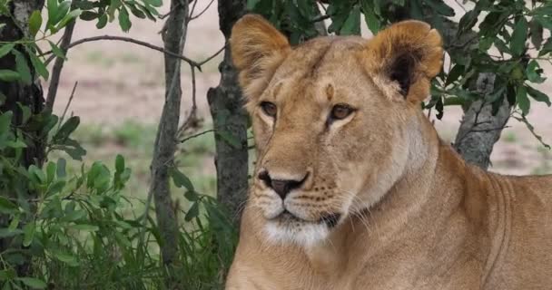 León africano, Hombre caminando a través de Savanna — Vídeo de stock