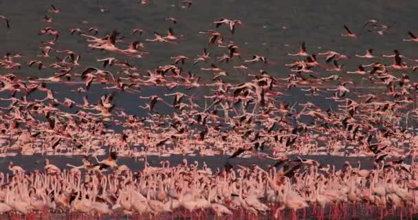 Flamencos Menores Phoenicopterus Minor Grupo Vuelo Despegue Del Agua Colonia — Vídeos de Stock