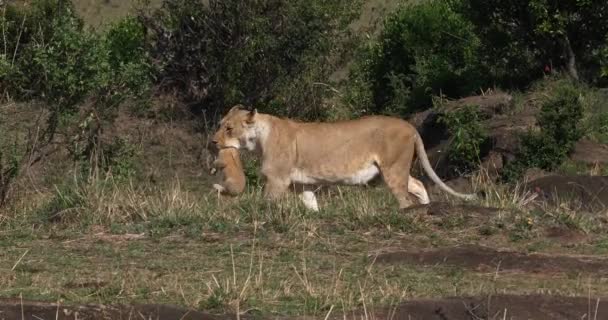 Lwa afrykańskiego, mężczyzna przechodząc przez Savanna — Wideo stockowe