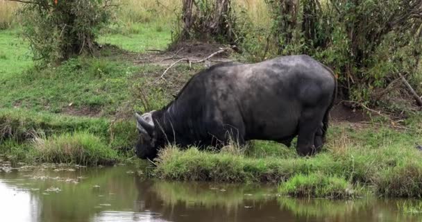 Búfalo Africano Caffer Sincerus Alimentación Adultos Pantano Masai Mara Park — Vídeos de Stock