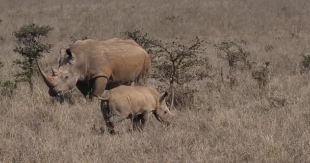 Breitmaulnashorn Ceratotherium Simum Mutter Und Kalb Nairobi Park Kenia Echtzeit — Stockvideo