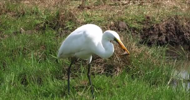Gran Garza Blanca Egretta Alba Pesca Adultos Pantano Parque Nairobi — Vídeo de stock