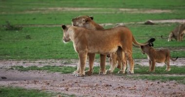 Afrika aslanı, savana ile yürüyüş erkek