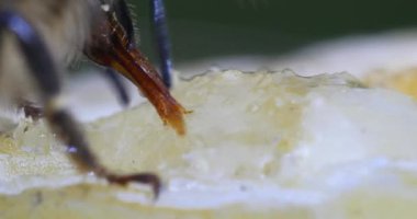  Avrupa Bal Arısı, Aspis Mellifera, Kovan girişinde otlayan arılar, Normandiya 'da Arı Kovanı, Real Time 4k