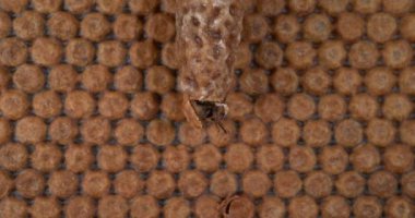  Avrupa Bal Arısı, Aspis Mellifera, Kovan girişinde otlayan arılar, Normandiya 'da Arı Kovanı, Real Time 4k