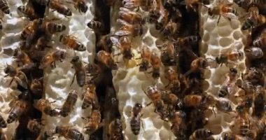  Avrupa Bal Arısı, Aspis Mellifera, Vahşi Ray 'de Arılar, Alveolus' ta Çalışan Arılar, Normandiya 'da Vahşi Arı Kovanı, Real Time 4k