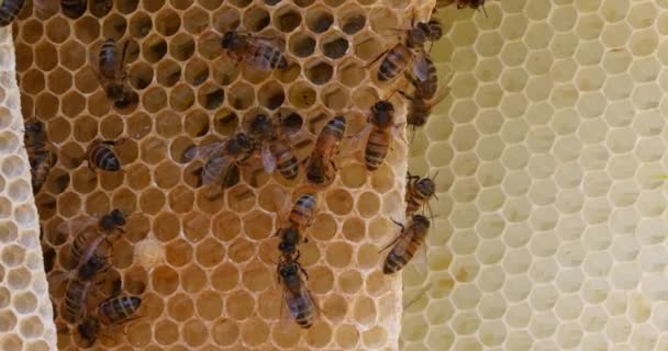 European Honey Bee Apis Mellifera Api Raggio Selvaggio Api Che — Video Stock