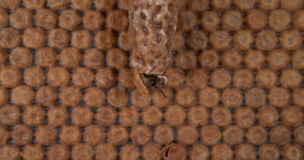 Európai Mézelő Méh Apis Mellifera Méhek Legeltetése Kaptár Bejáratánál Méhkaptár — Stock videók