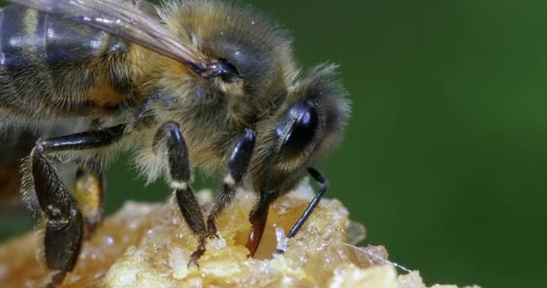 European Honey Bee Apis Mellifera Bees Grazing Hive Entrance Bee — Stock Video