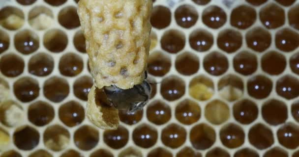 Europäische Honigbiene Apis Mellifera Bienen Die Eingang Des Bienenstocks Grasen — Stockvideo