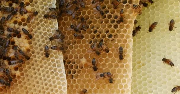 Европейская Медовая Пчела Apis Mellifera Пчелы Диком Луче Пчелы Работающие — стоковое видео