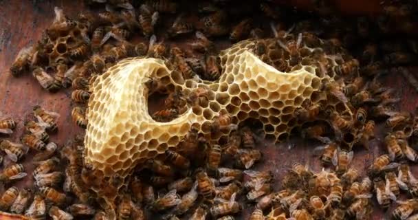 European Honey Bee Apis Mellifera Bees Wild Ray Bees Working — Stock video