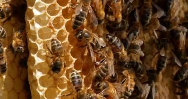  Avrupa Bal Arısı, Aspis Mellifera, Vahşi Ray 'de Arılar, Alveolus' ta Çalışan Arılar, Normandiya 'da Vahşi Arı Kovanı, Real Time 4k