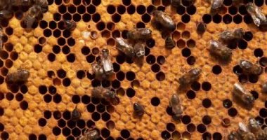  Avrupa Bal Arıları, Aspis Mellifera, Normandiya 'da Arı Kovanı, Real Time 4k