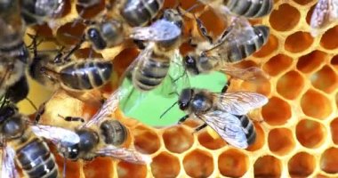 Avrupa Bal Arıları, Aspis Mellifera, Normandiya 'da Arı Kovanı, Real Time 4k