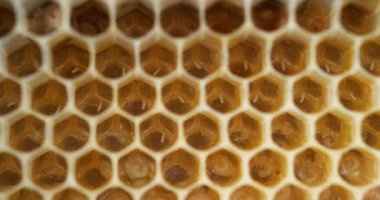  Avrupa Bal Arıları, Aspis Mellifera, Normandiya 'da Arı Kovanı, Real Time 4k