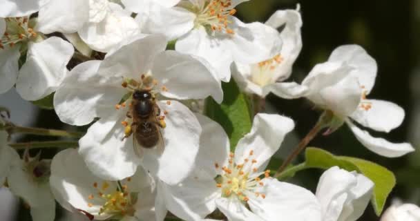 European Honey Bee Apis Mellifera Bin Som Betar Vid Bikupans — Stockvideo