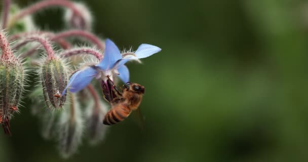 Evropská Včela Apis Mellifera Včela Hledající Divoký Květ Hmyz Letu — Stock video