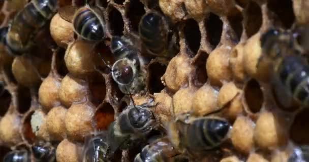 European Honey Bees Apis Mellifera Bee Hive Normandy Real Time — Stock Video